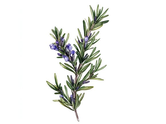 Download 10 Sprig of Rosemary Herbal Clipart Set - Herbal Collection